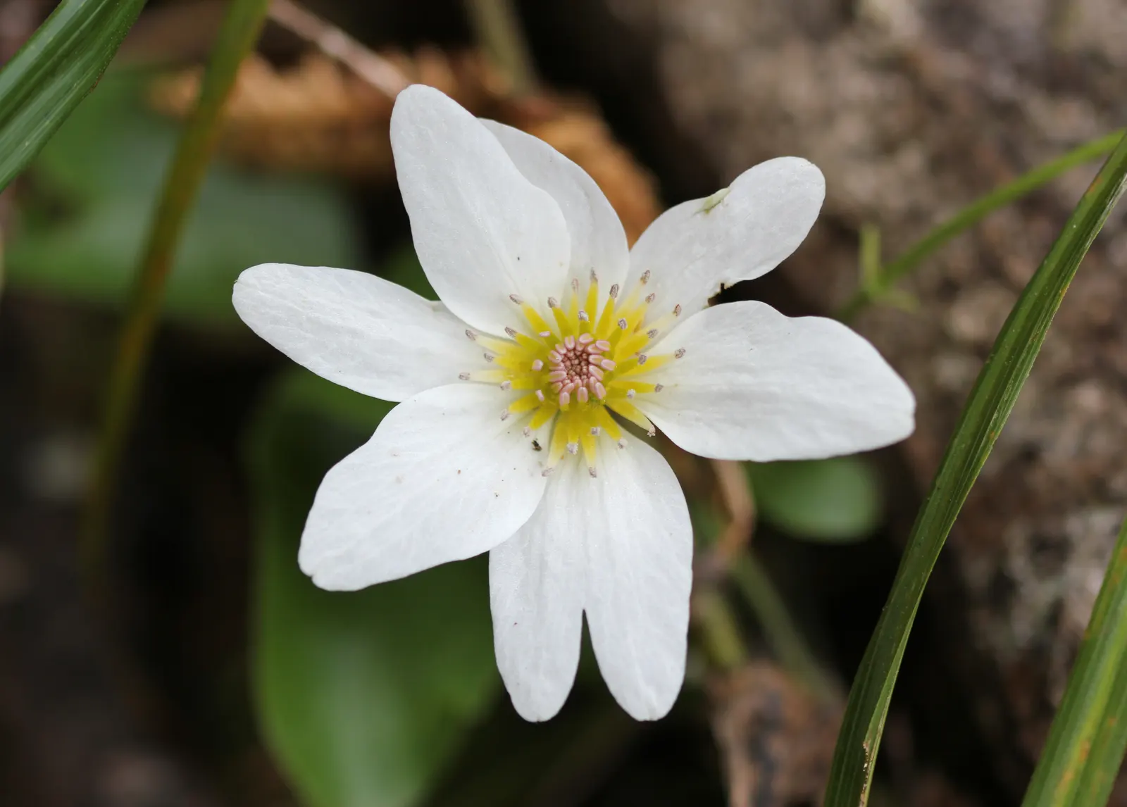 Sweet Autumn Clematis (Clematis Paniculata) — white flowers in the garden