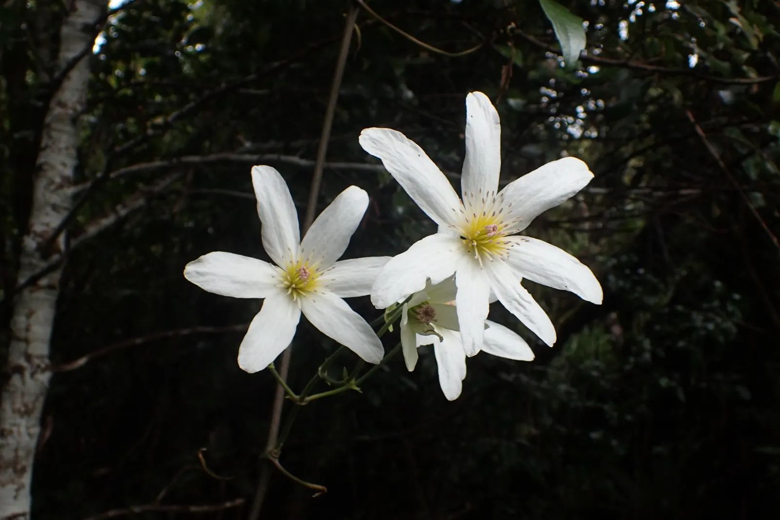 Sweet Autumn Clematis (Clematis Paniculata) — Clematis paniculata requires regular watering