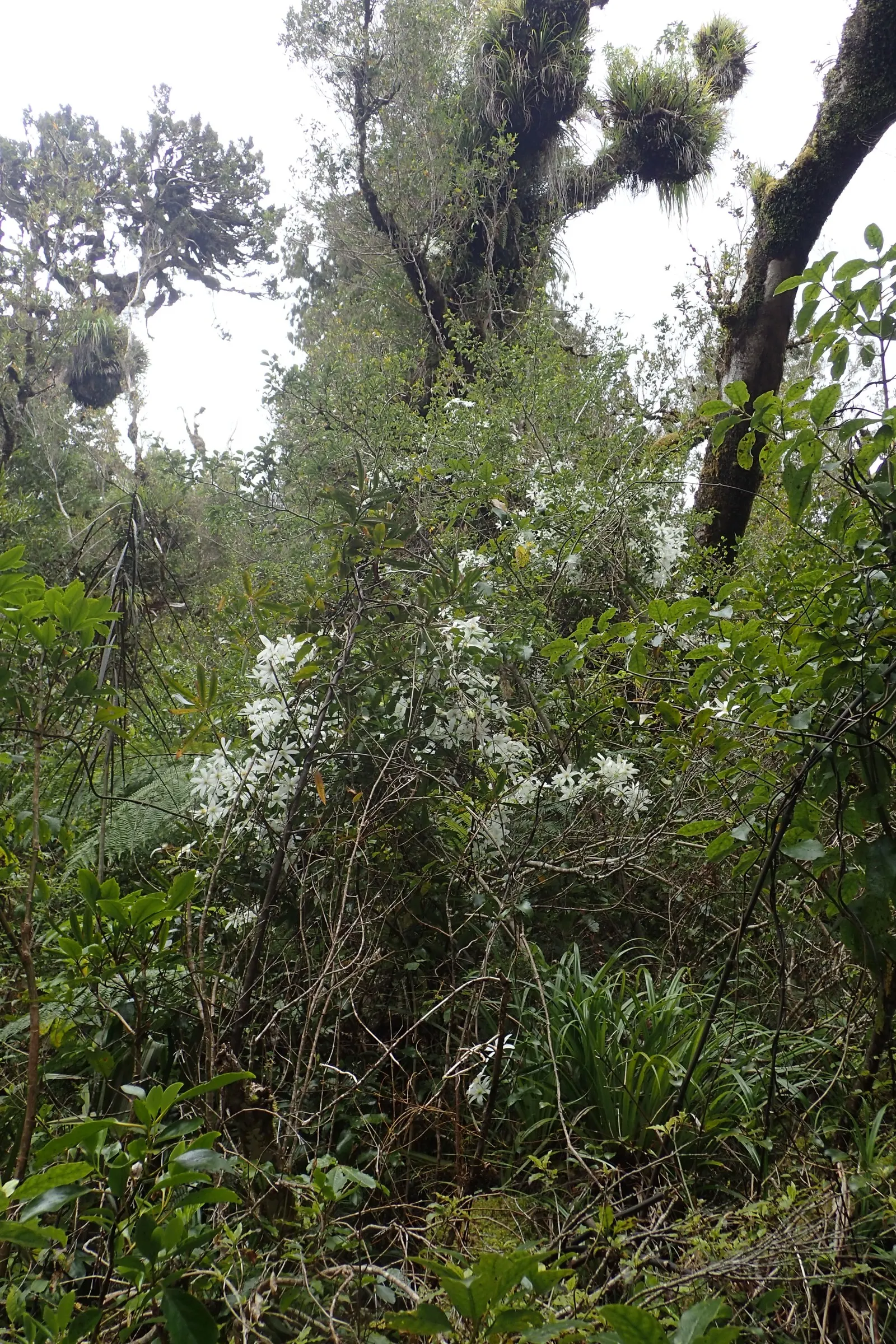 Sweet Autumn Clematis (Clematis Paniculata) — It provides a stunning vertical element in landscapes and attracts pollinators with its charming blossoms