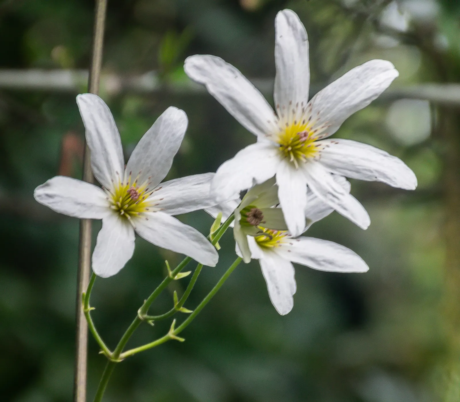 Sweet Autumn Clematis (Clematis Paniculata) — one would recommend pruning Sweet Autumn Clematis in late winter or early spring before new growth begins