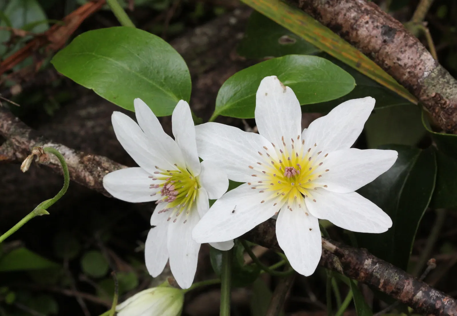 Sweet Autumn Clematis (Clematis Paniculata) — so caution should be exercised if pets or children frequent the garden