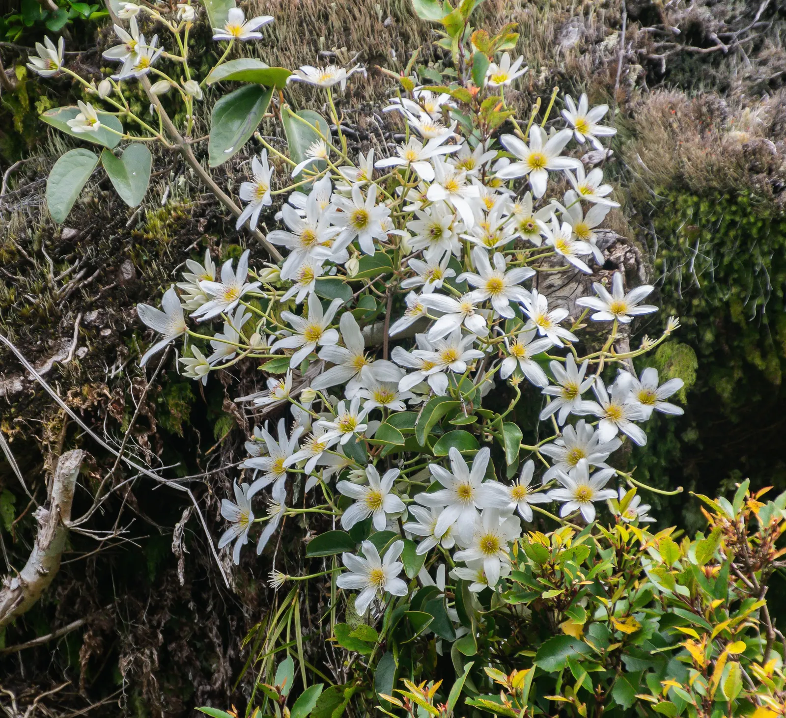 Sweet Autumn Clematis (Clematis Paniculata) — or arbor to climb effectively