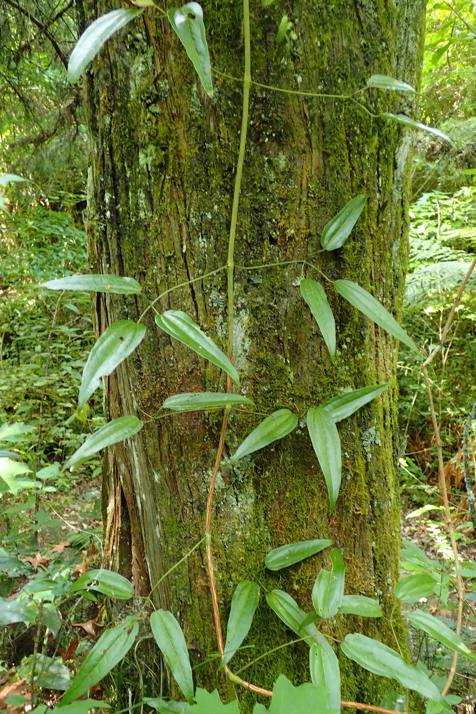 Sweet Autumn Clematis (Clematis Paniculata) — but requires support from a trellis