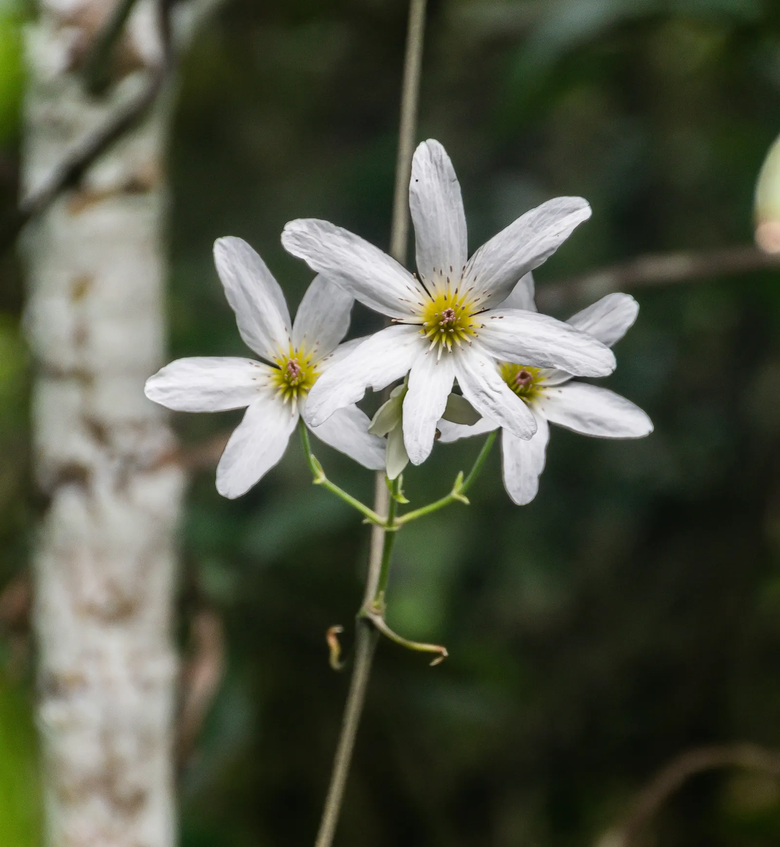 Sweet Autumn Clematis (Clematis Paniculata) — Sweet Autumn Clematis (Clematis paniculata) is a fast-growing, deciduous climber reaching up to 30 feet