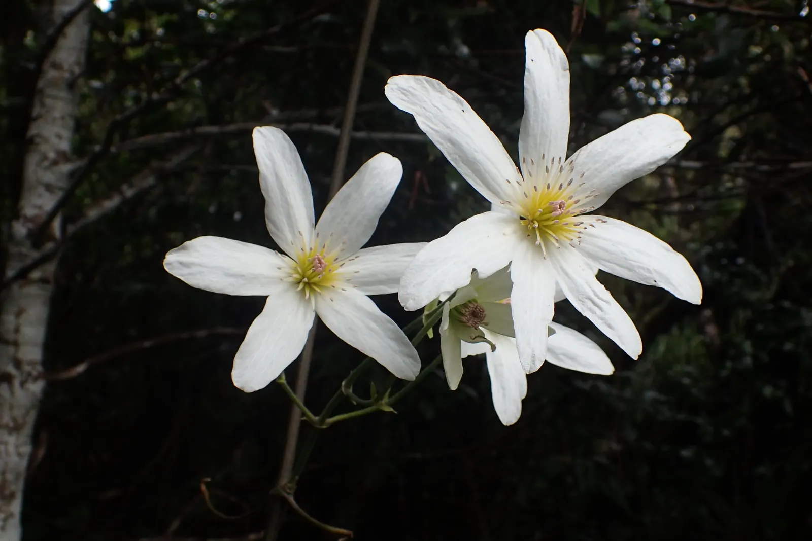 Sweet Autumn Clematis (Clematis Paniculata) — cutting it back to around 12 to 18 inches above the ground