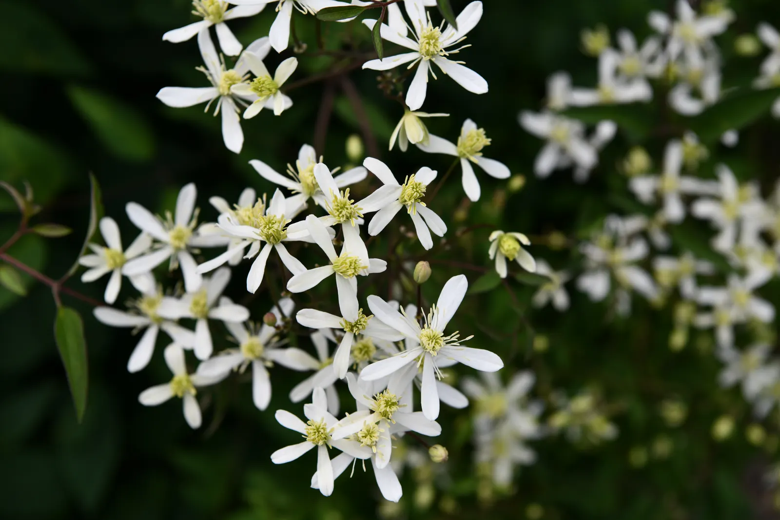 Sweet Autumn Clematis (Clematis Paniculata) — Always keep in mind that all parts of the plant are highly toxic when ingested
