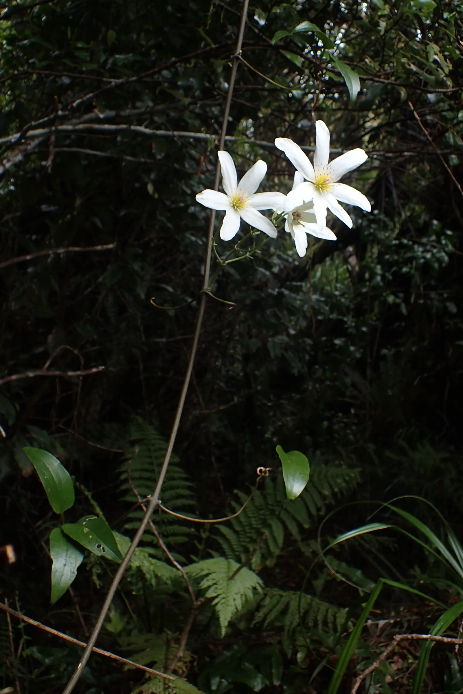 Sweet Autumn Clematis (Clematis Paniculata) — vine for half or shade