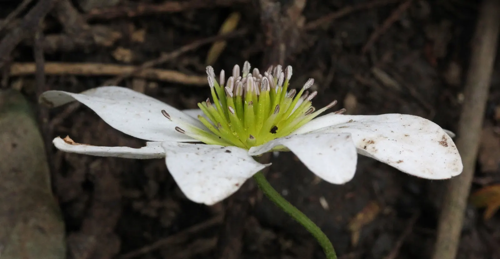Sweet Autumn Clematis (Clematis Paniculata) — This hardy vine thrives in full sun to partial shade and prefers well-drained soils