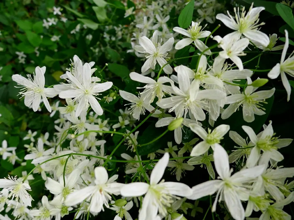 Sweet Autumn Clematis (Clematis Paniculata) — It can achieve a height of up to 30 feet and spread around 6 to 10 feet