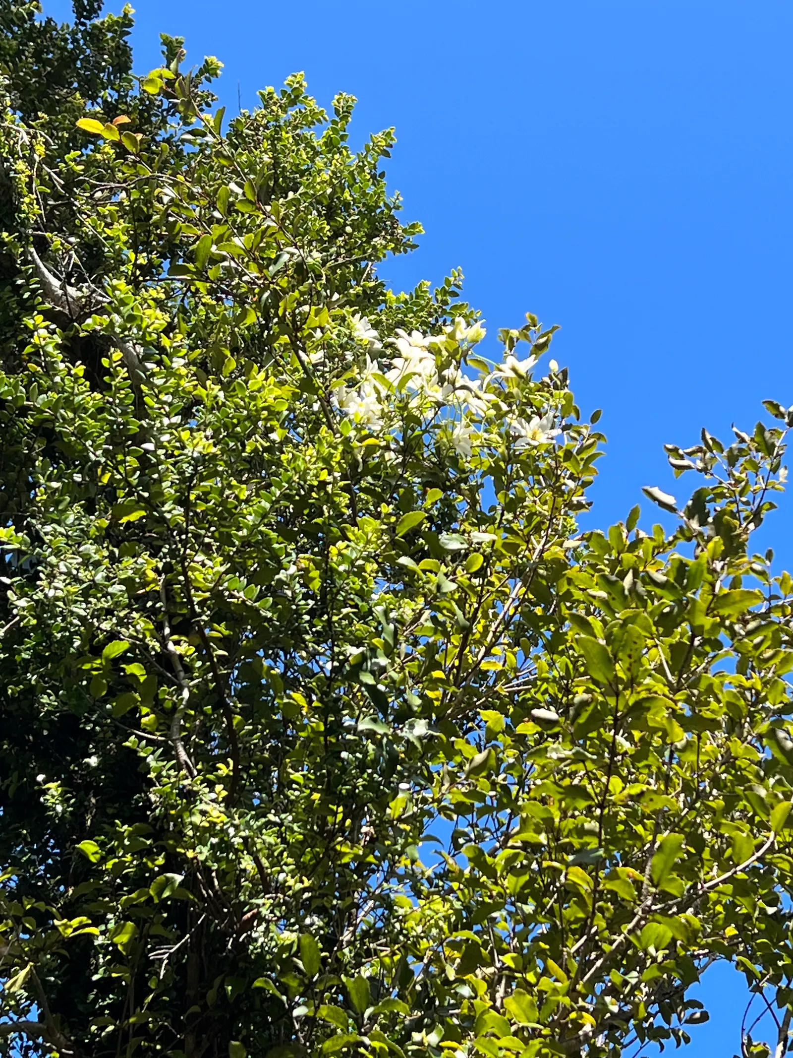 Sweet Autumn Clematis (Clematis Paniculata) — In late summer to early fall, the plant is adorned with masses of small, star-shaped, creamy-white flowers