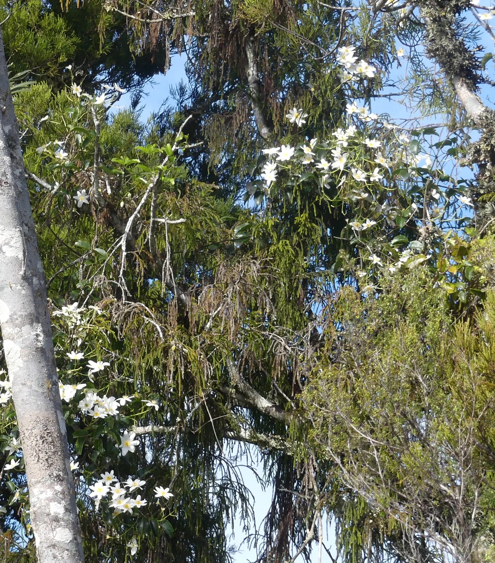 Sweet Autumn Clematis (Clematis Paniculata) — particularly during dry spells