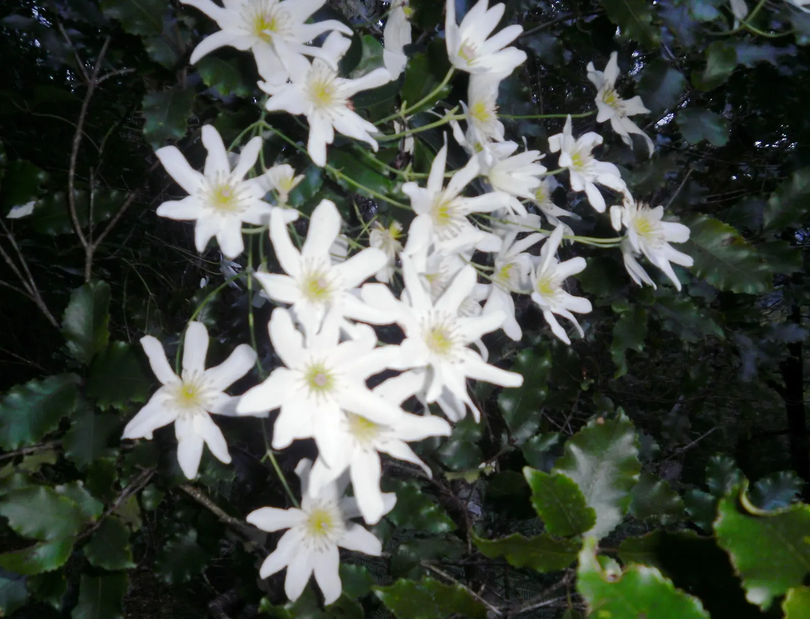 Sweet Autumn Clematis (Clematis Paniculata) — This helps maintain a manageable size and encourages vigorous growth, as the vine blooms on new wood