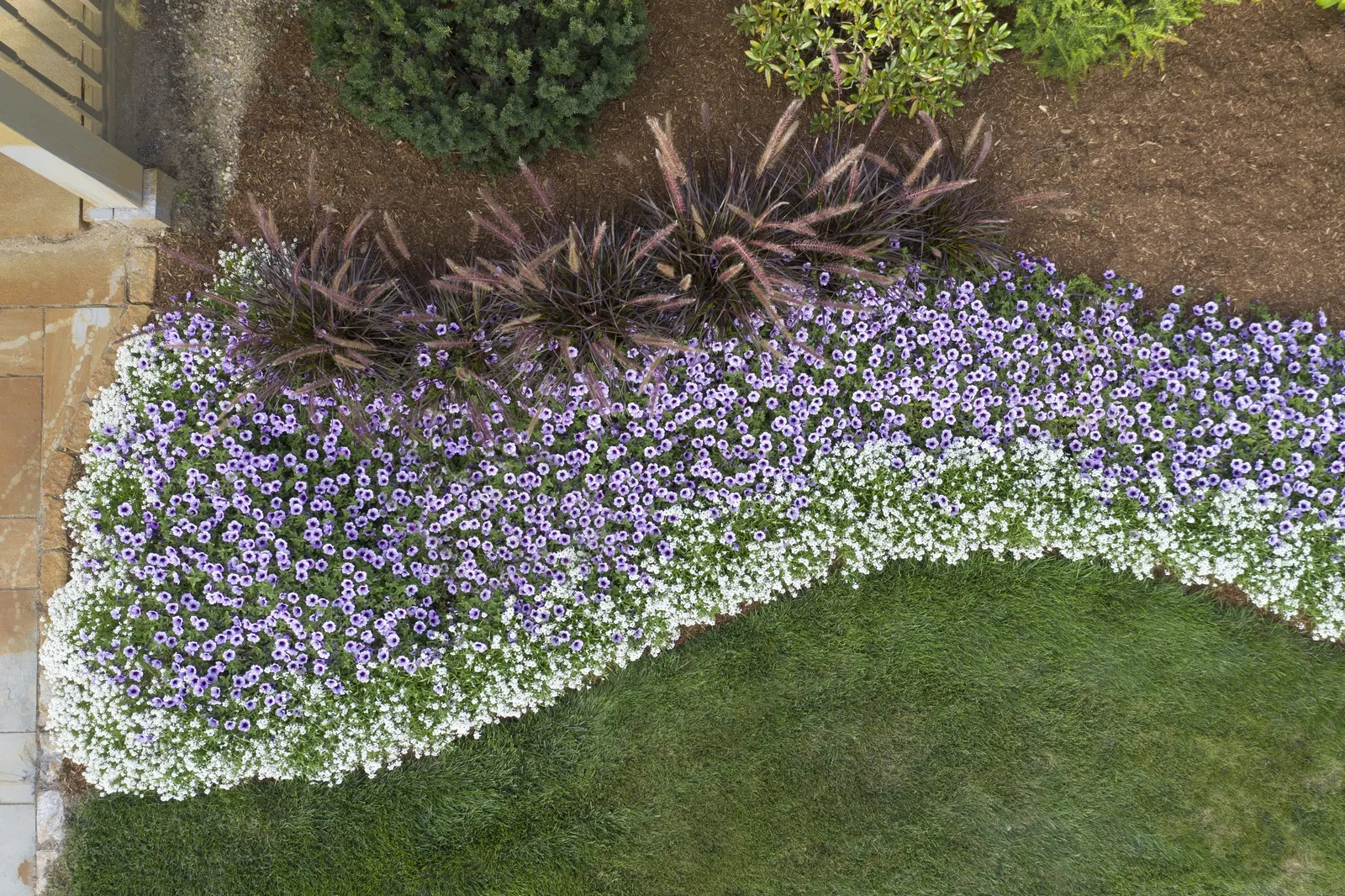 White Knight® II sweet alyssum (Lobularia) — Its sterile nature means it does not devote energy to seed production