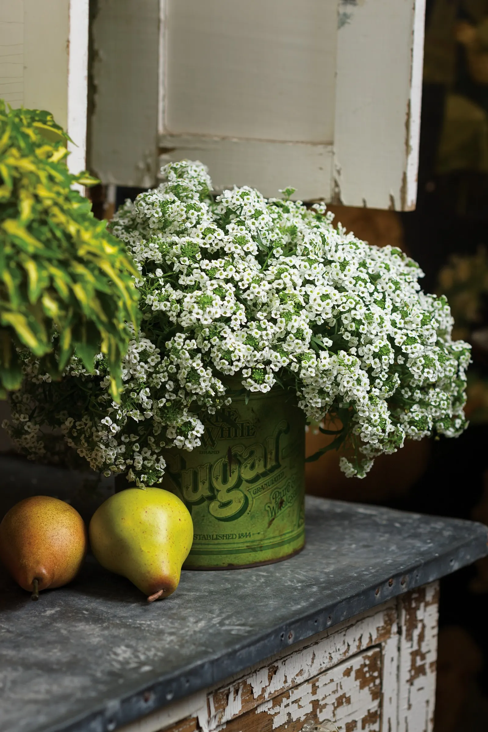 White Knight® II sweet alyssum (Lobularia) — Deadheading is not needed, and it attracts bees and butterflies