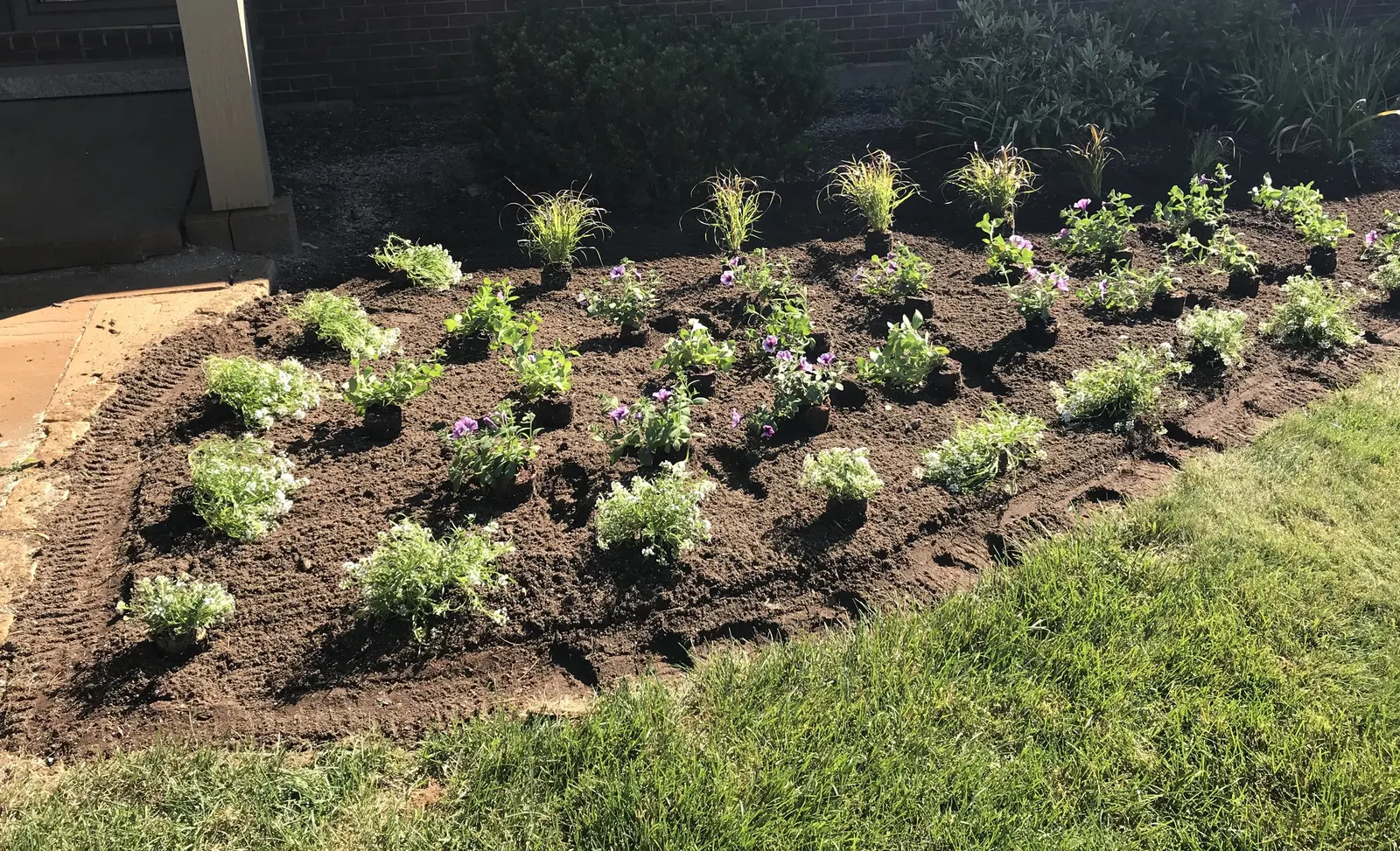 White Knight® II sweet alyssum (Lobularia) — A light trim can be given anytime if the plant begins to overstep a walkway or needs refreshing