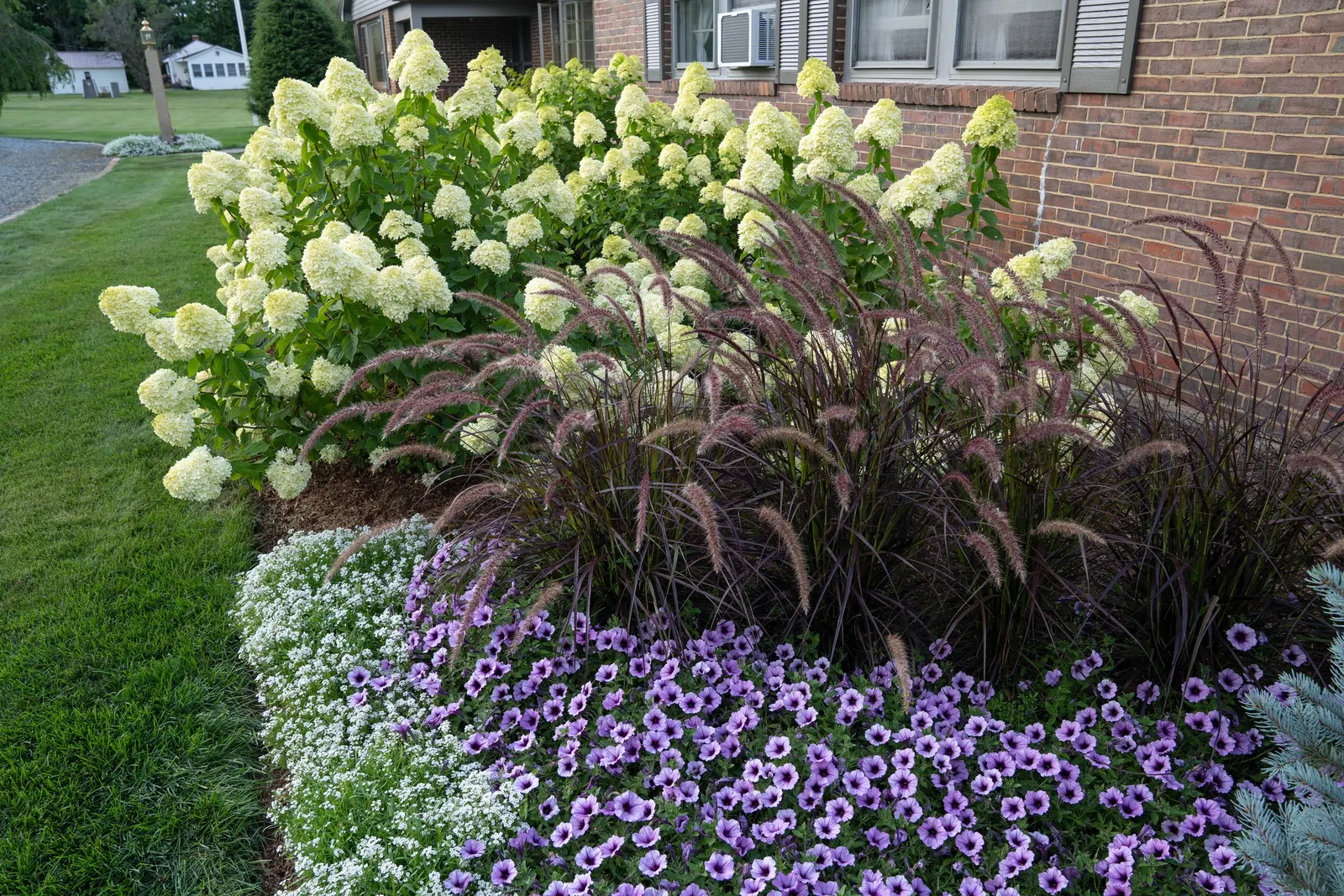 Limelight Panicle Hydrangea (Hydrangea paniculata) — you can apply a granular fertilizer formulated for woody plants (like a rose fertilizer) at, image 39