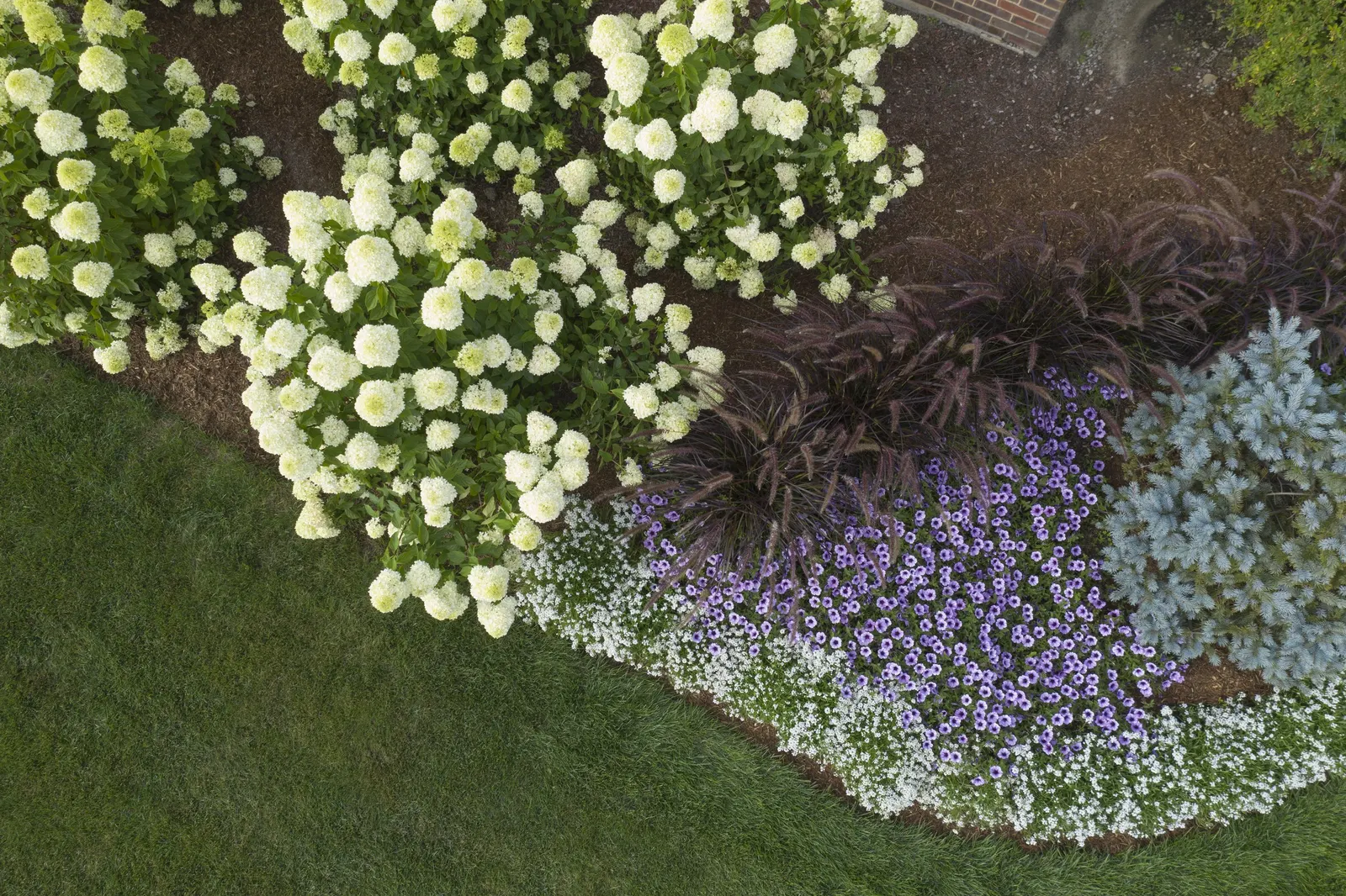 White Knight® II sweet alyssum (Lobularia) — It also suits window boxes