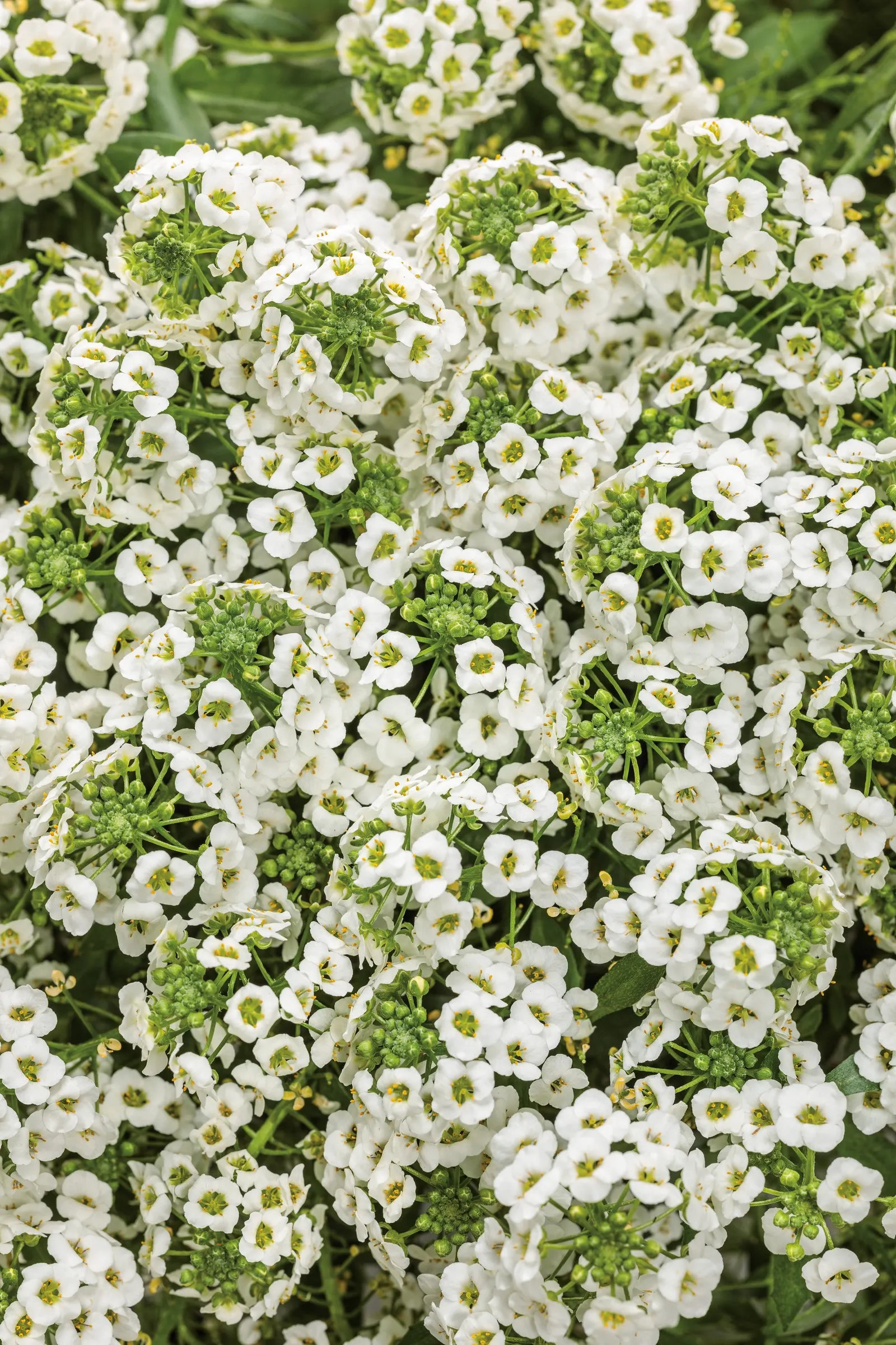 White Knight® II sweet alyssum (Lobularia) — It grows 8-12 inches tall and spreads 24-30 inches with a rounded, trailing habit