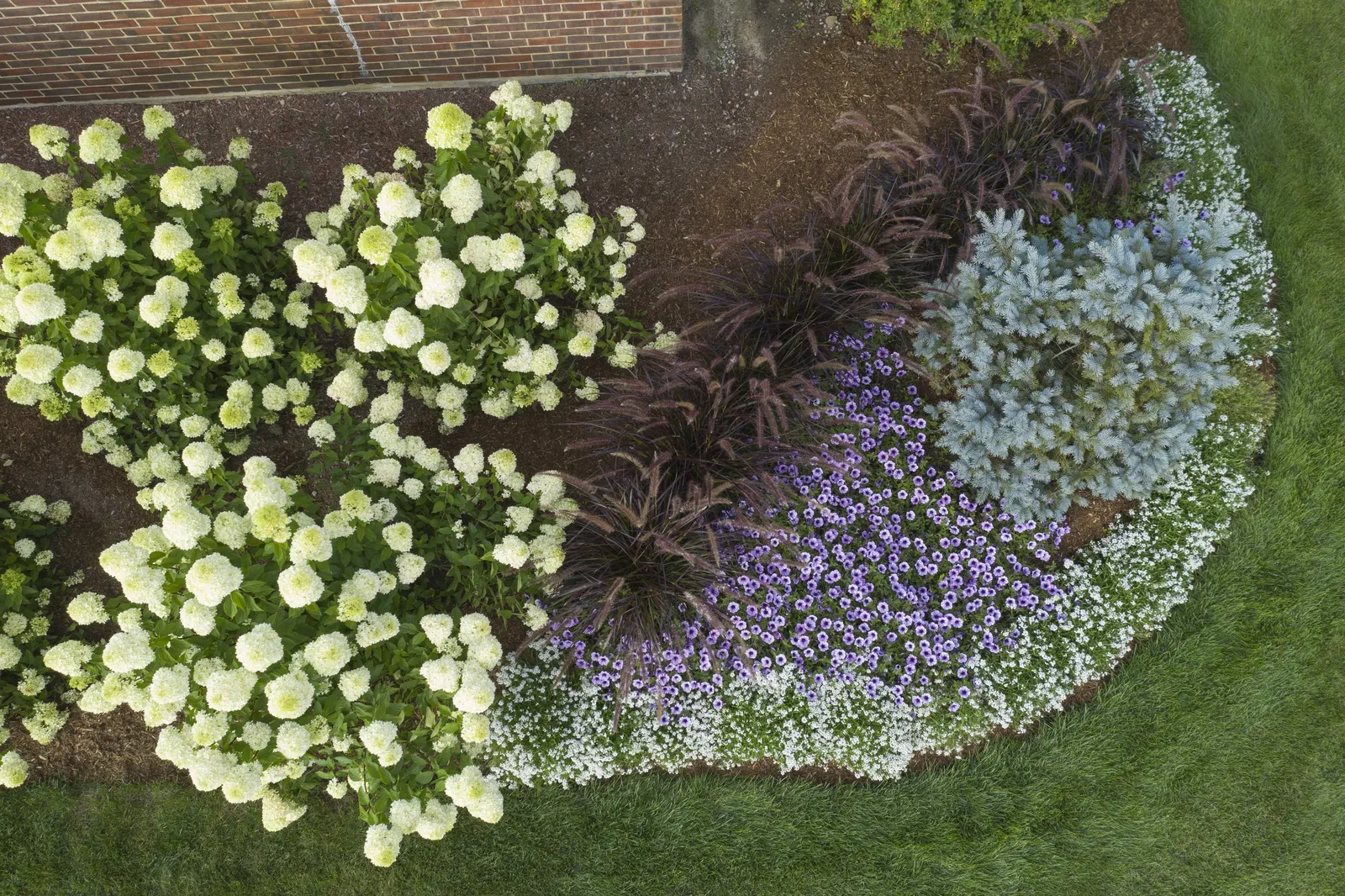 Bordeaux™ II Petunia — that aren't particularly fussy and need little routine maintenance; if your plant begins to look open or a bit tired, an, image 65