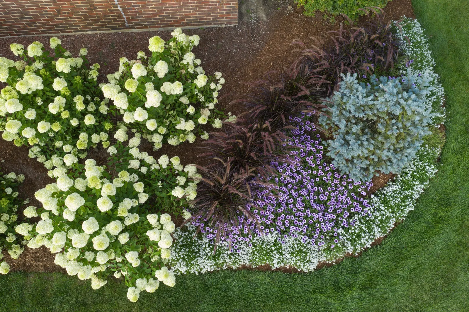 White Knight® II sweet alyssum (Lobularia) — While easy to grow and not in need of deadheading
