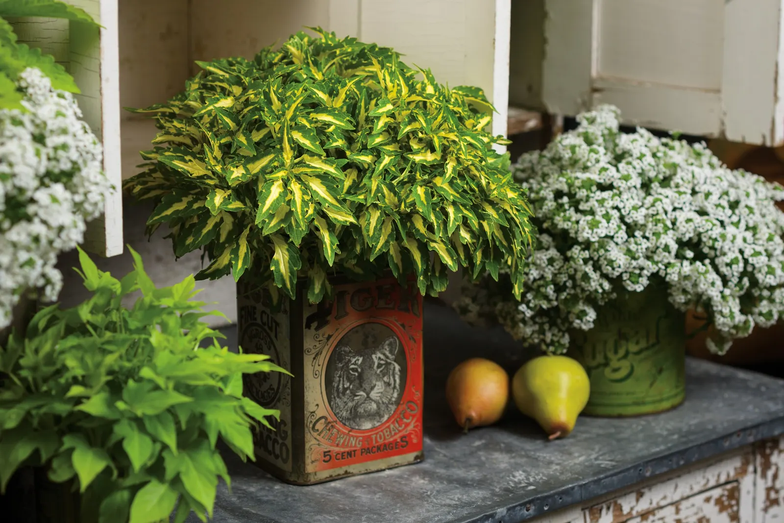 White Knight® II sweet alyssum (Lobularia) — commonly referred to as White Knight® II sweet alyssum