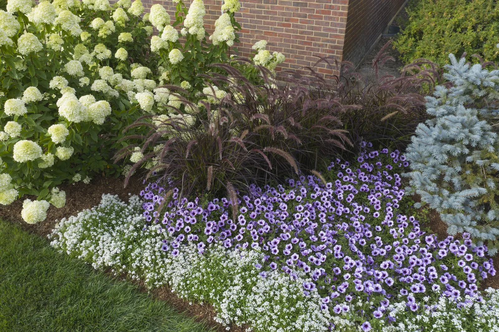 White Knight® II sweet alyssum (Lobularia) — where its fragrant white blooms soften rims and mingle beautifully with bolder annuals