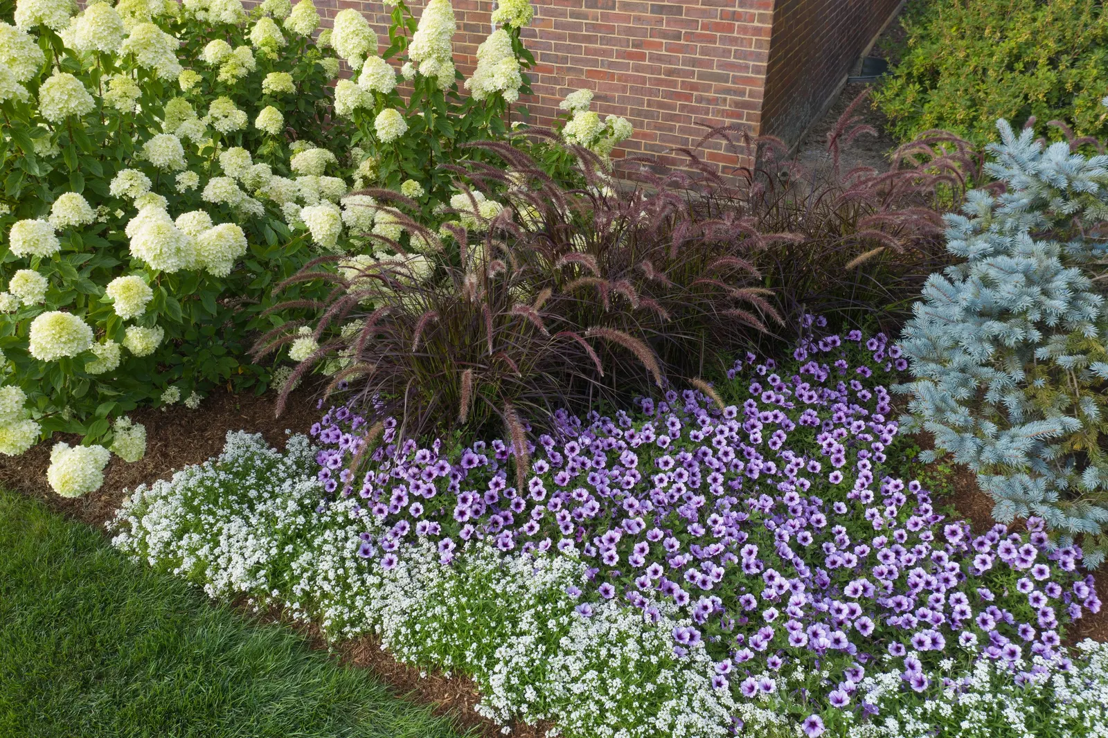Limelight Panicle Hydrangea (Hydrangea paniculata) — or anywhere around your home; green flowers in the garden, image 49