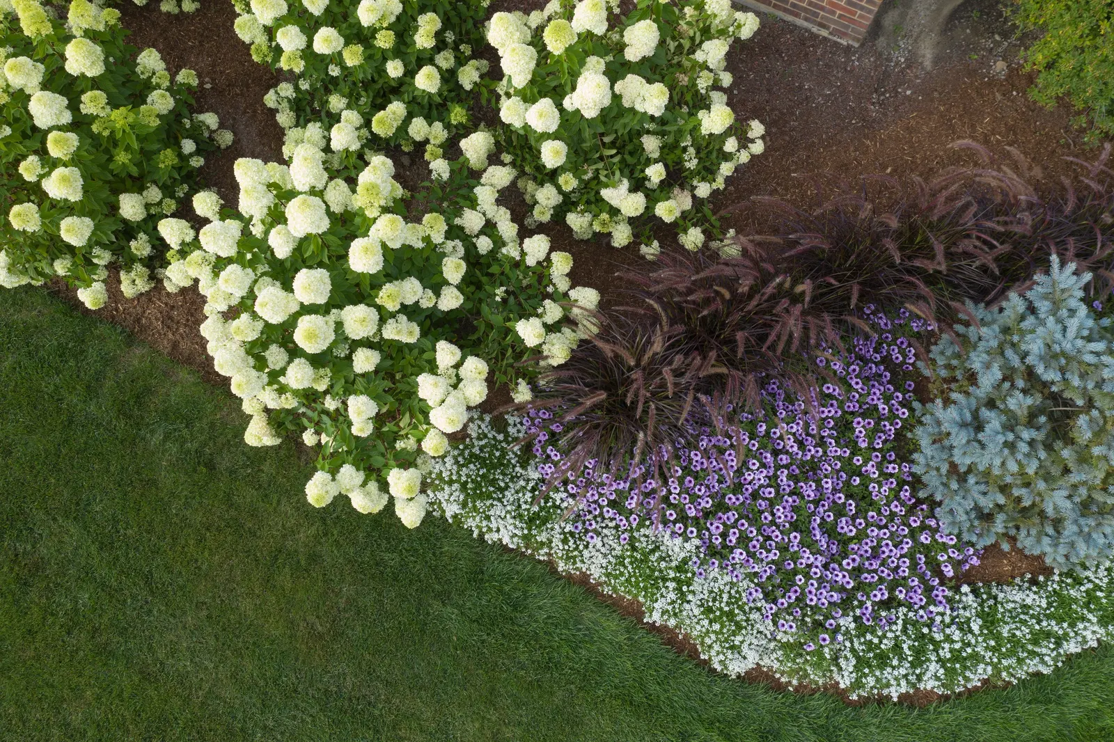 White Knight® II sweet alyssum (Lobularia) — White Knight® II typically reaches 8 to 12 inches tall while spreading 24 to 30 inches wide