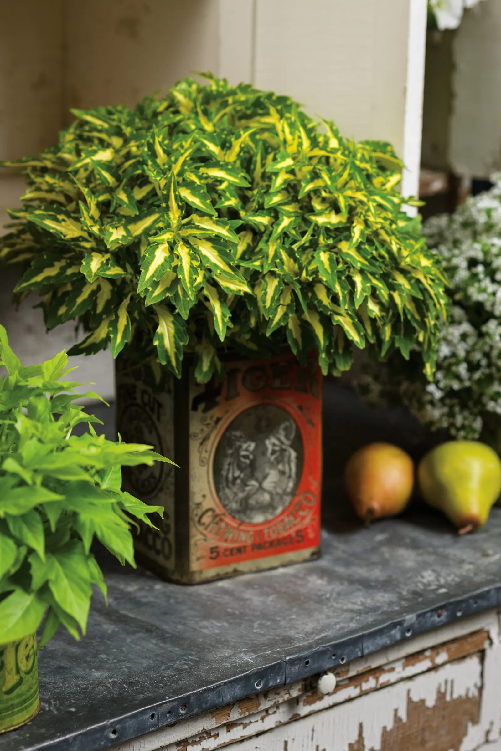 White Knight® II sweet alyssum (Lobularia) — flower-filled annual from the Proven Winners® collection