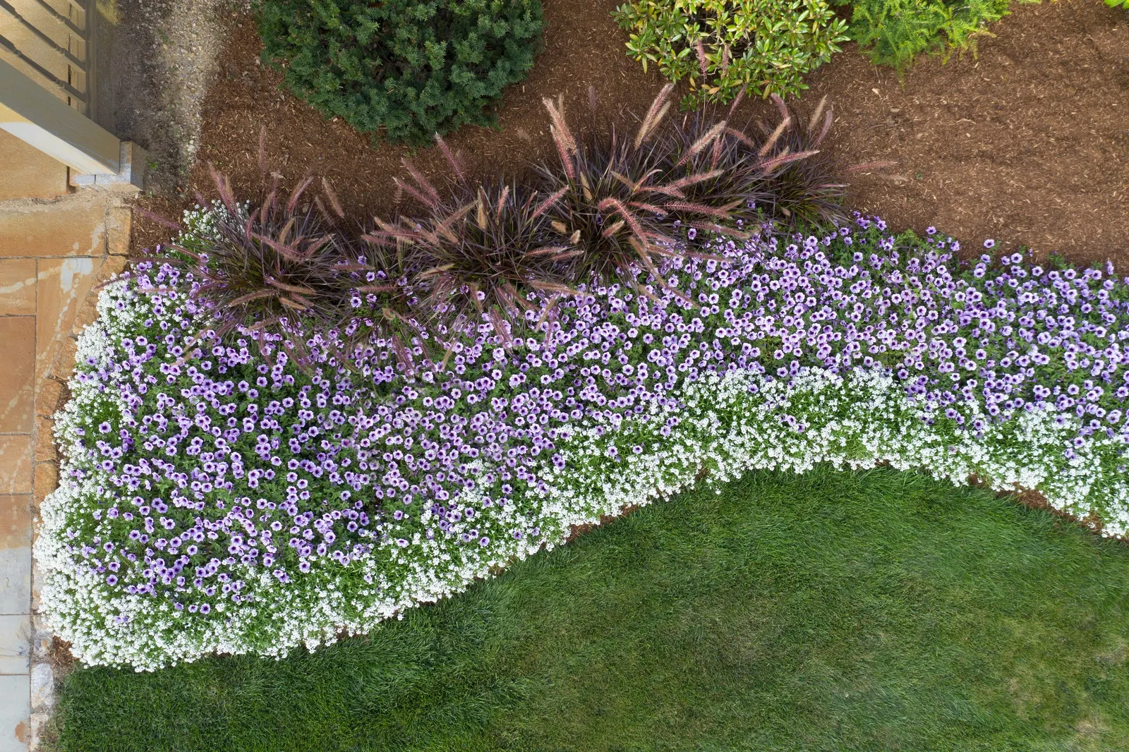 White Knight® II sweet alyssum (Lobularia) — and sunny beds with a fresh