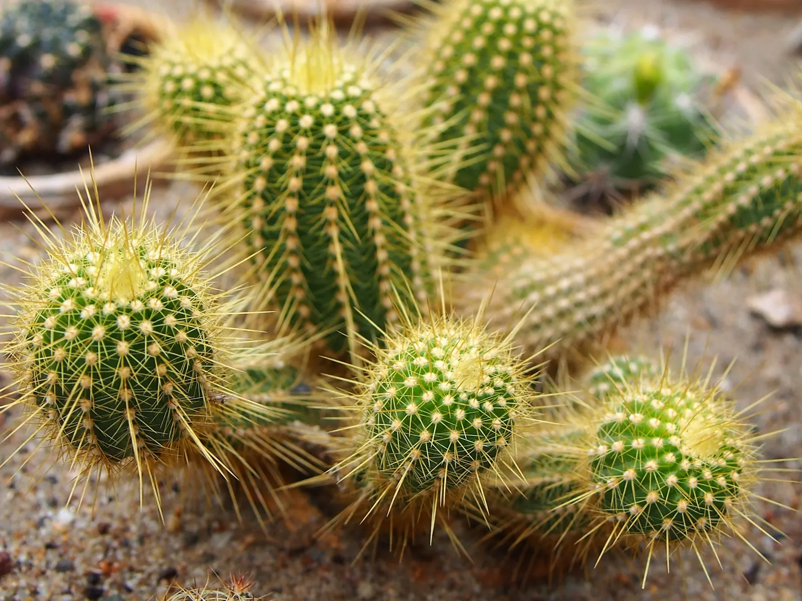 Red Torch Cactus (Echinopsis Huascha) — features striking red to orange funnel-shaped flowers