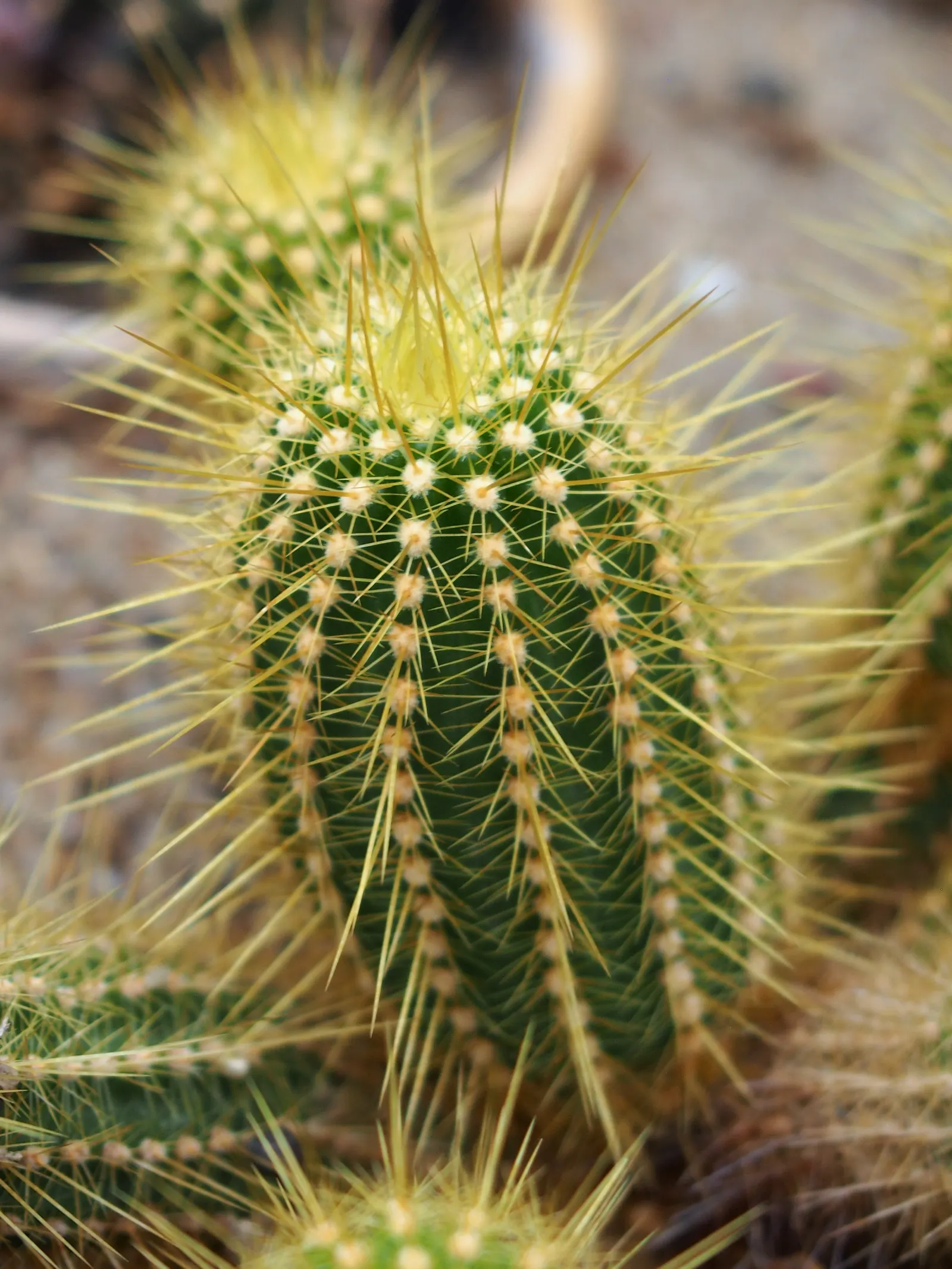 Red Torch Cactus (Echinopsis Huascha) — the Echinopsis huascha will reward the landscape with its remarkable floral display each summer