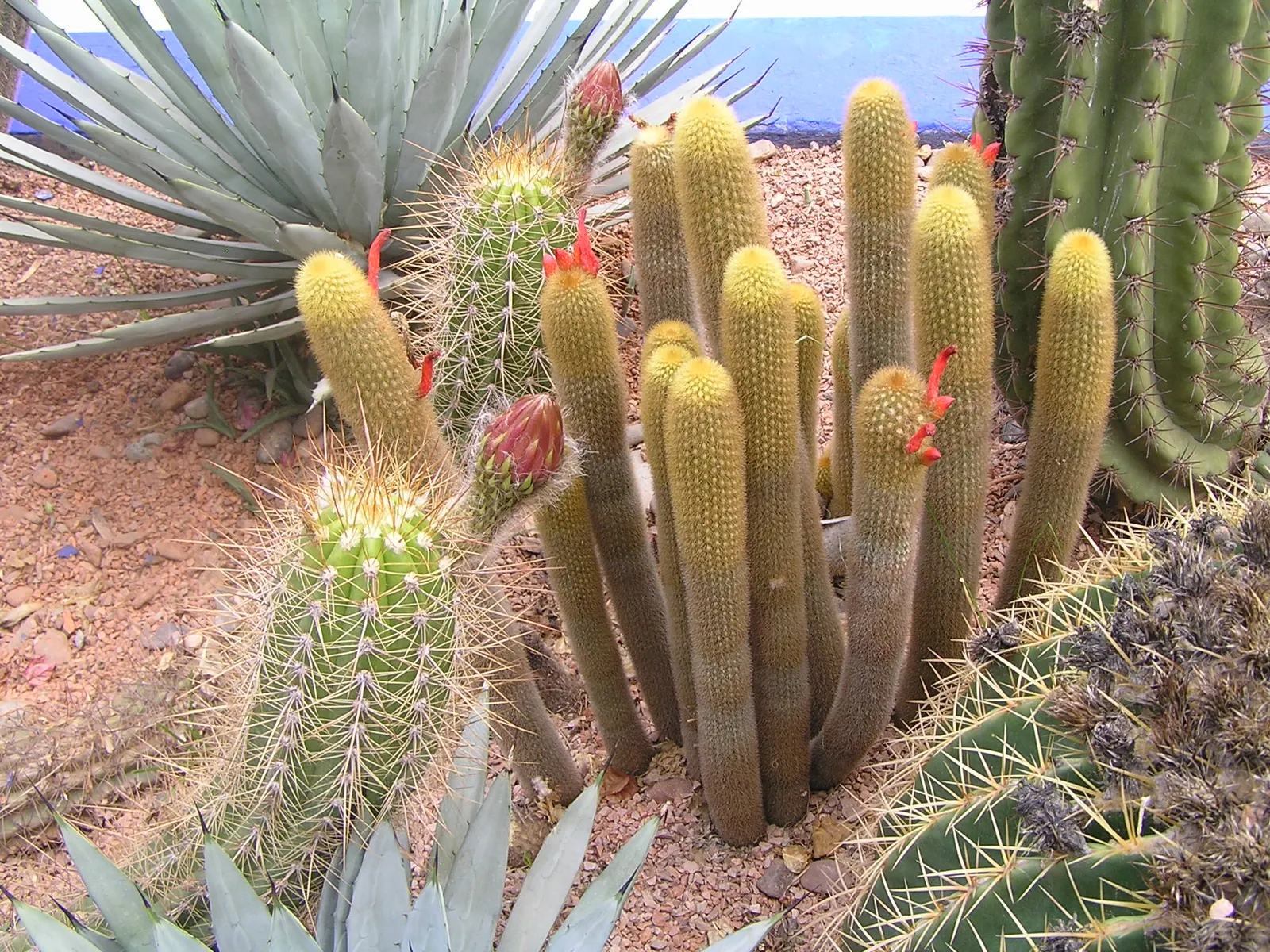 Red Torch Cactus (Echinopsis Huascha) — features striking red to orange funnel-shaped flowers; basking in the heat to produce its signature intense red to