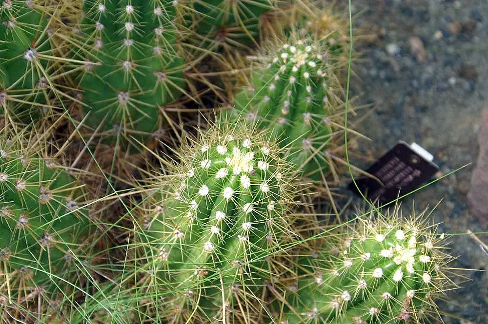 Red Torch Cactus (Echinopsis Huascha) — Blooms abundantly in late spring to early summer, attracting pollinators; basking in the heat to produce its signature