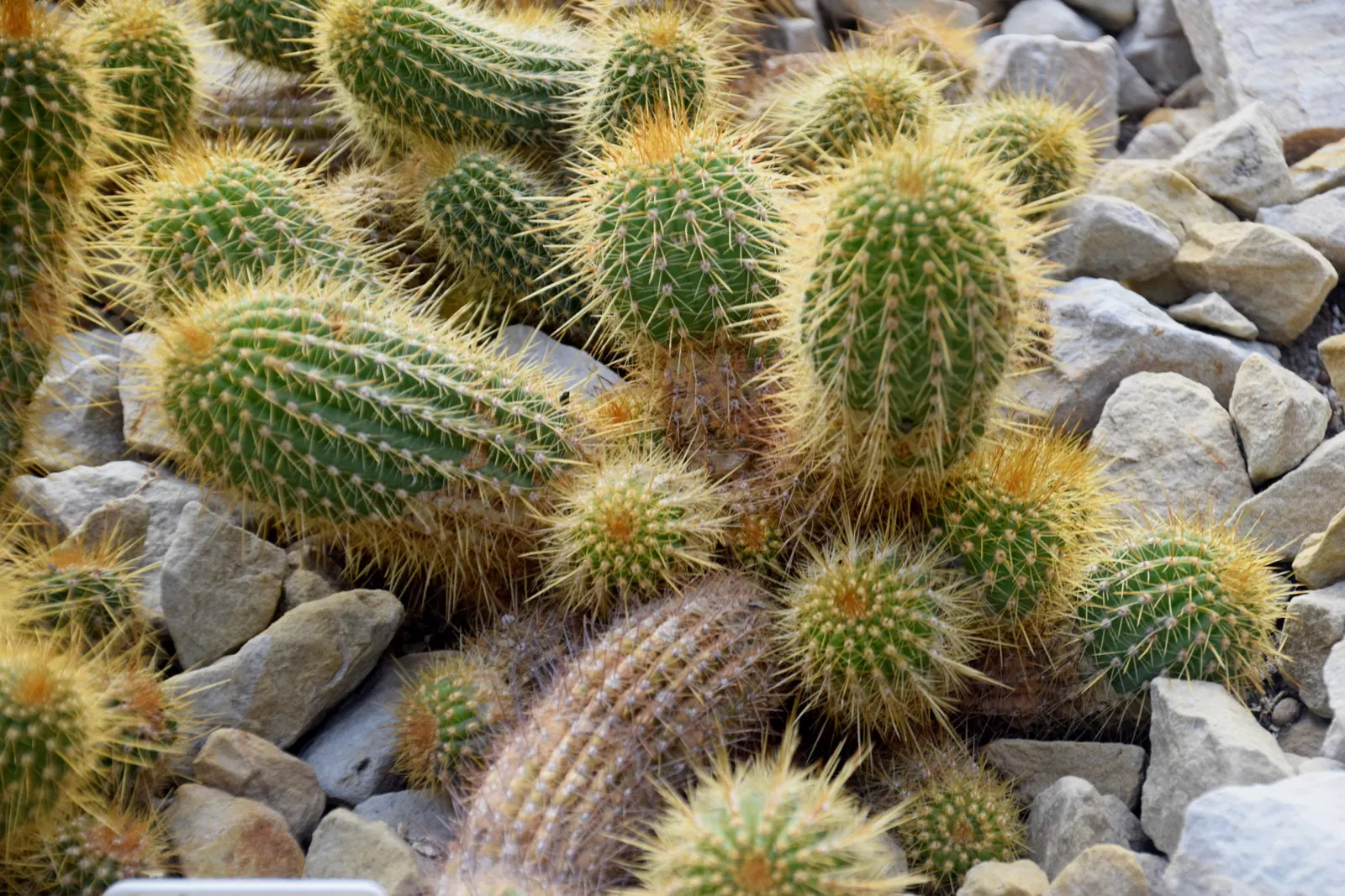 Red Torch Cactus (Echinopsis Huascha) — Water thoroughly but infrequently, allowing the soil to dry out between waterings to prevent root rot; basking in the