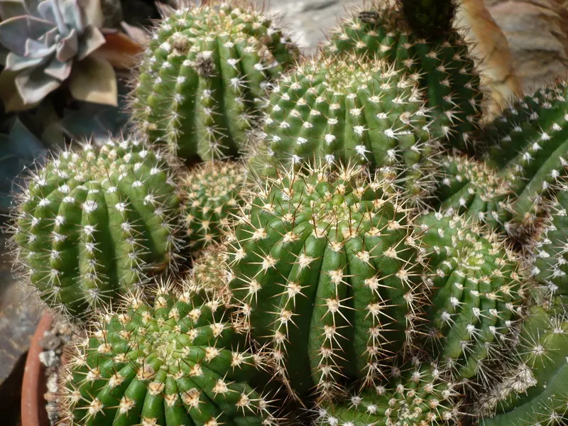 Red Torch Cactus (Echinopsis Huascha) — cactus with pink blooms