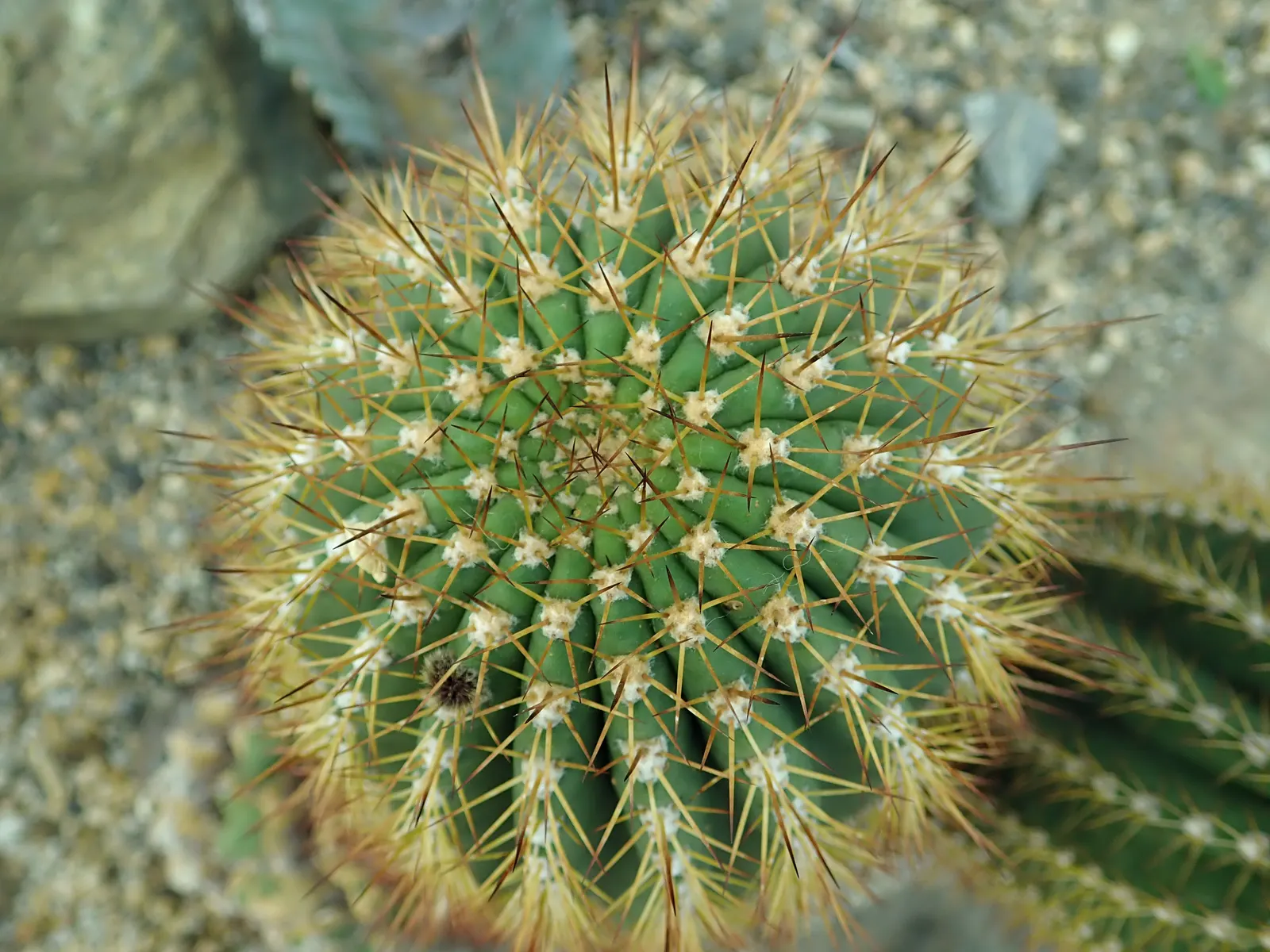 Red Torch Cactus (Echinopsis Huascha) — When designing with this cactus