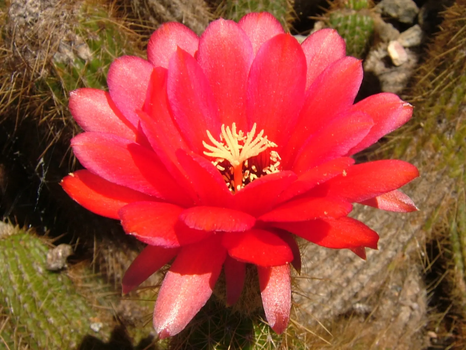 Red Torch Cactus (Echinopsis Huascha) — Its ribbed, columnar stems add texture to xeriscapes