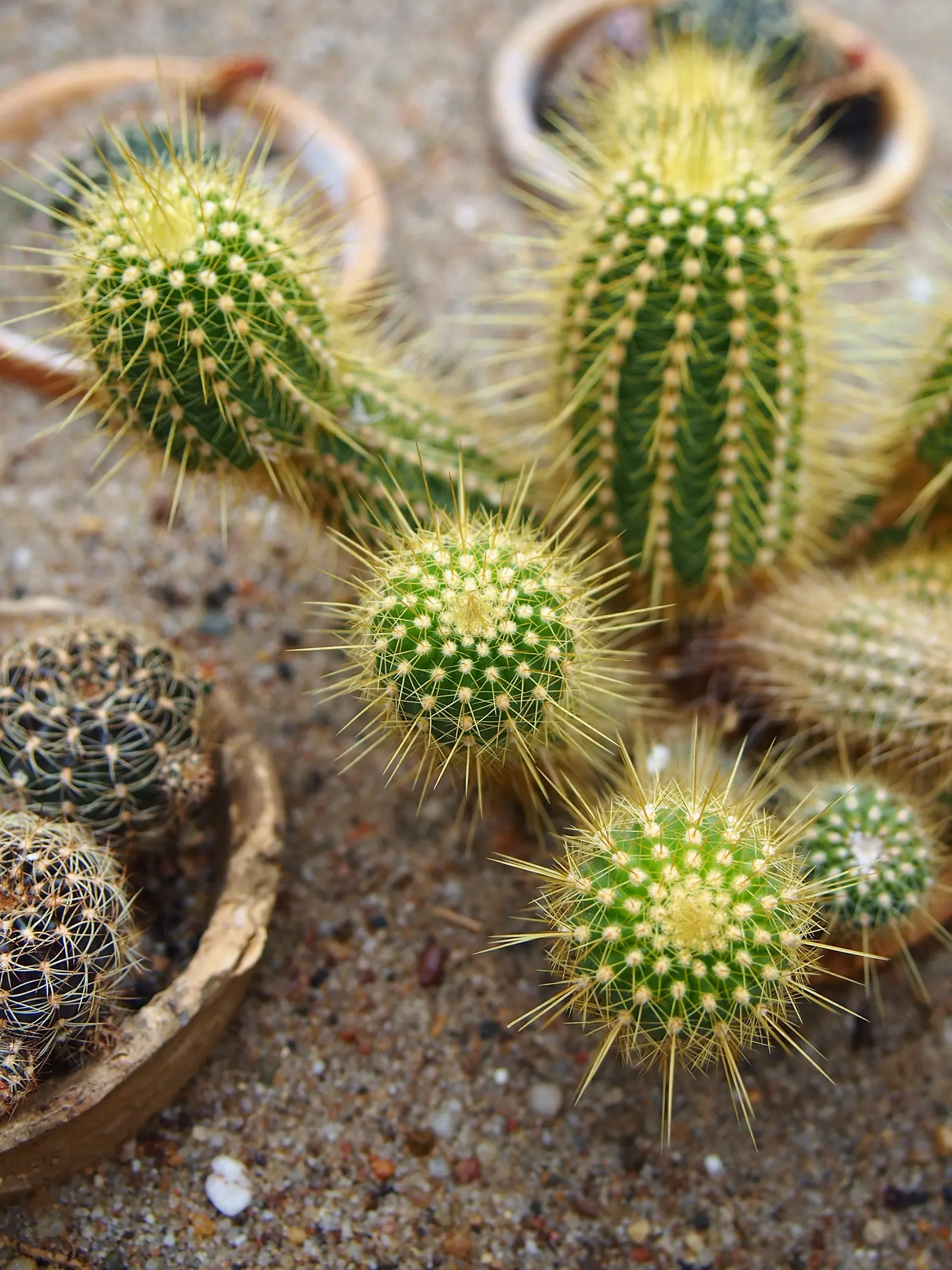 Red Torch Cactus (Echinopsis Huascha) — the Red Torch Cactus is also suitable for container planting