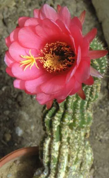 Red Torch Cactus (Echinopsis Huascha) — offer a striking contrast against the cactus's dark green; this hardy cactus reaches up to 2-3 feet in height with a