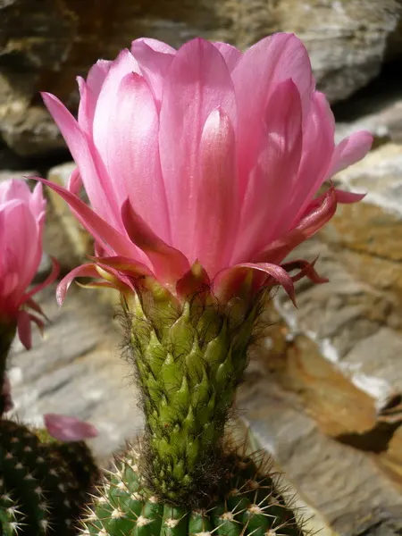 Red Torch Cactus (Echinopsis Huascha) — basking in the heat to produce its signature intense red to orange funnel-shaped flowers
