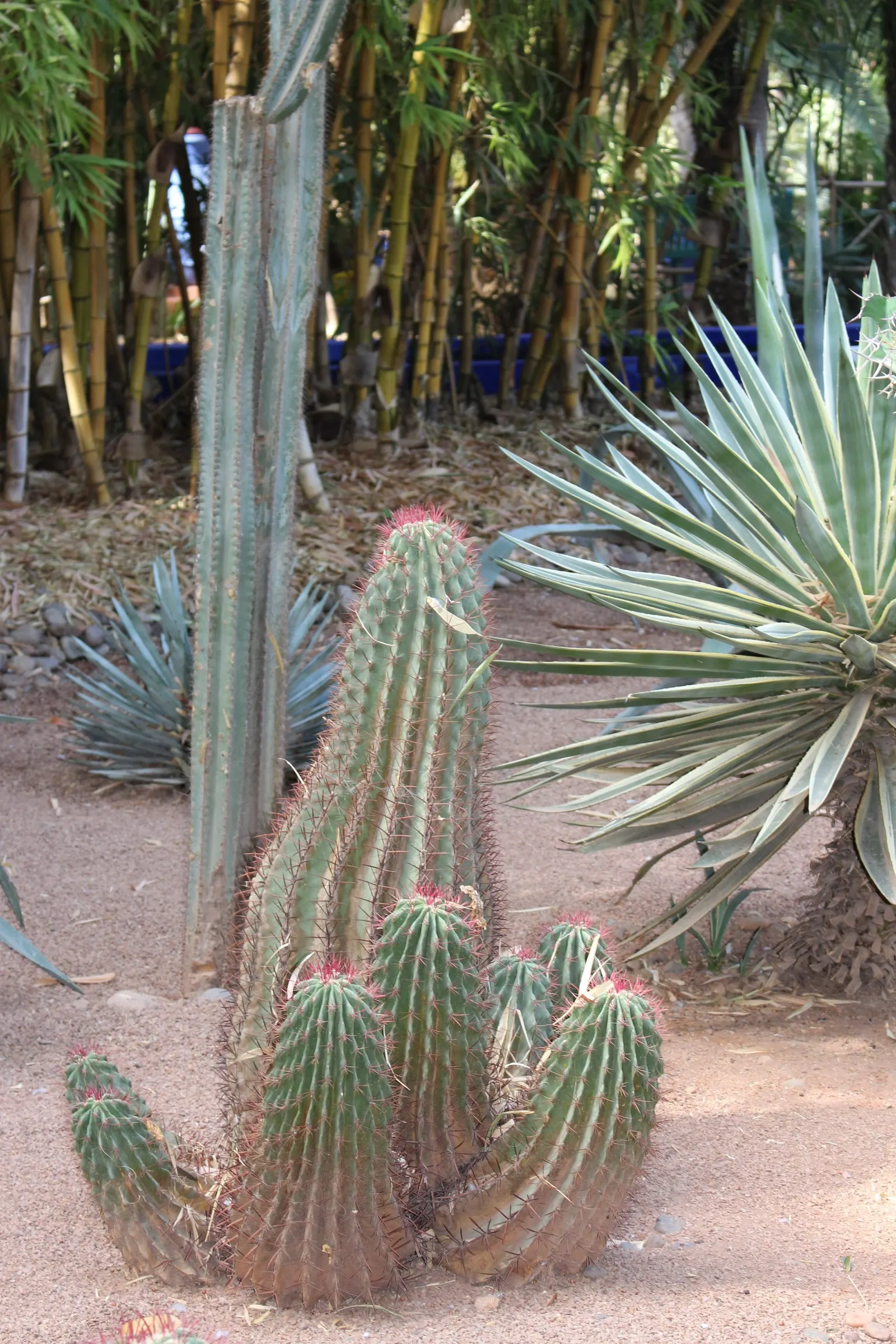 Red Torch Cactus (Echinopsis Huascha) — The plant has a moderate growth rate; water thoroughly but infrequently, allowing the soil to dry out between waterings