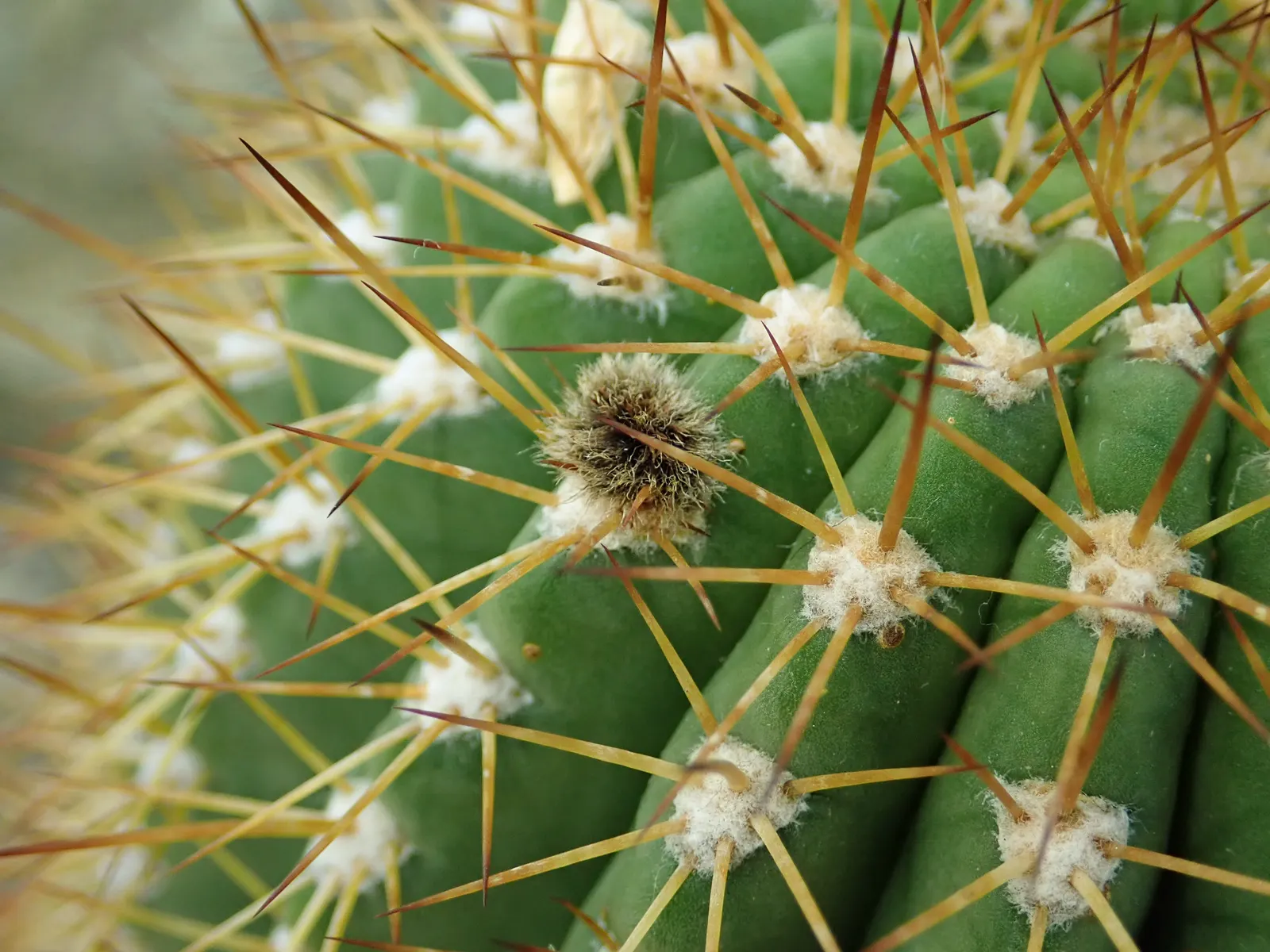 Red Torch Cactus (Echinopsis Huascha) — Water thoroughly but infrequently, allowing the soil to dry out between waterings to prevent root rot