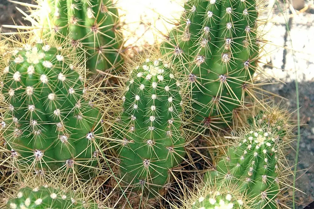 Red Torch Cactus (Echinopsis Huascha) — This Argentine native thrives under full sun exposure; basking in the heat to produce its signature intense red to