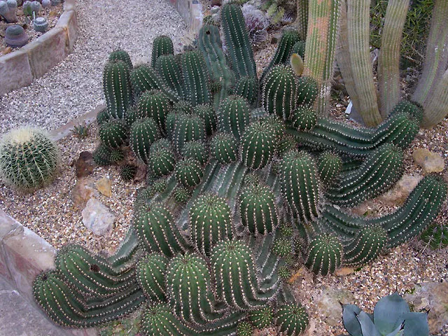 Red Torch Cactus (Echinopsis Huascha) — When designing with this cactus; basking in the heat to produce its signature intense red to orange funnel-shaped