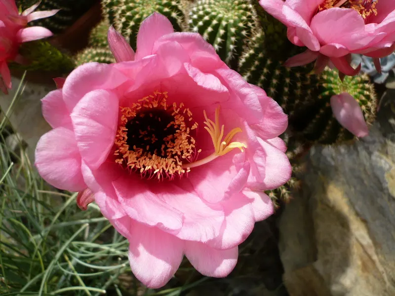 Red Torch Cactus (Echinopsis Huascha) — it is drought-tolerant once established