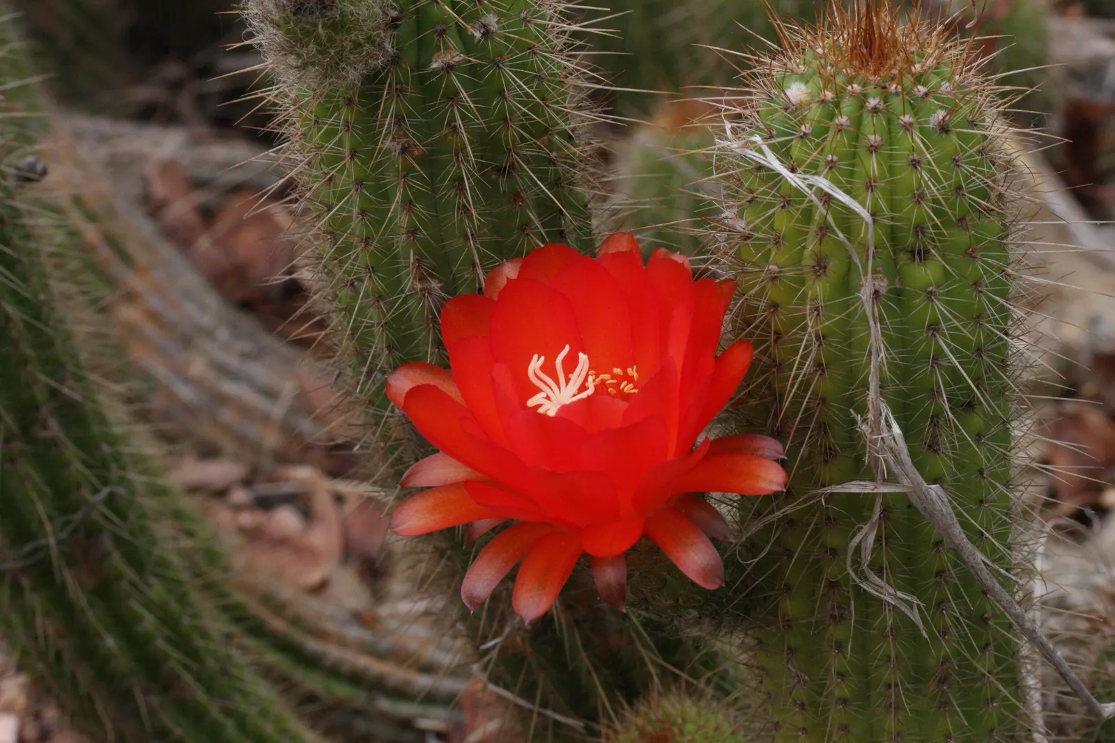 Red Torch Cactus (Echinopsis Huascha) — The plant has a moderate growth rate
