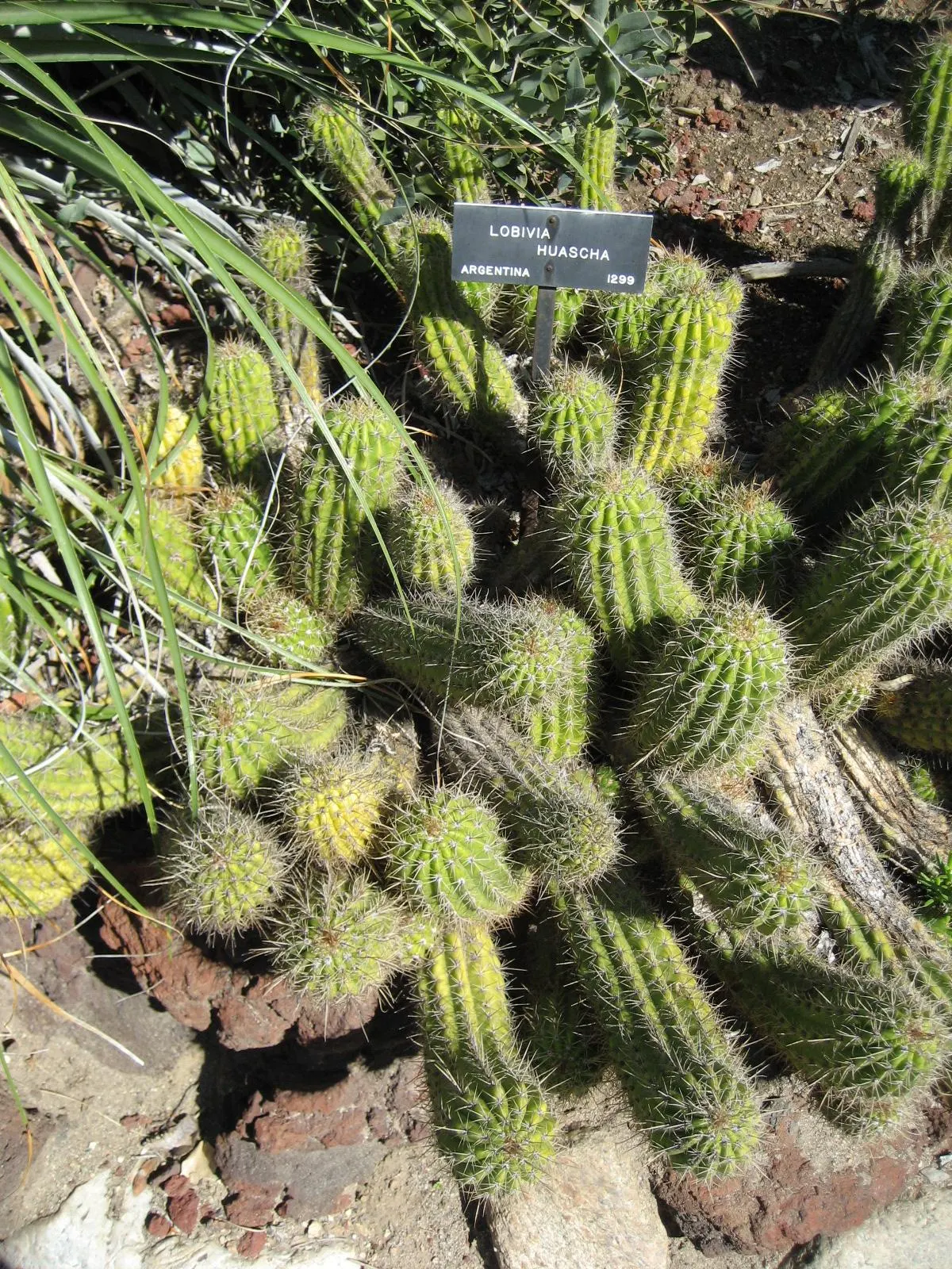 Red Torch Cactus (Echinopsis Huascha) — This hardy cactus reaches up to 2-3 feet in height with a spread of 6-9 inches