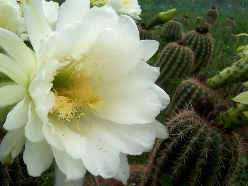 Red Torch Cactus (Echinopsis Huascha) — commonly known as the Red Torch Cactus; providing an exotic allure to the garden setting