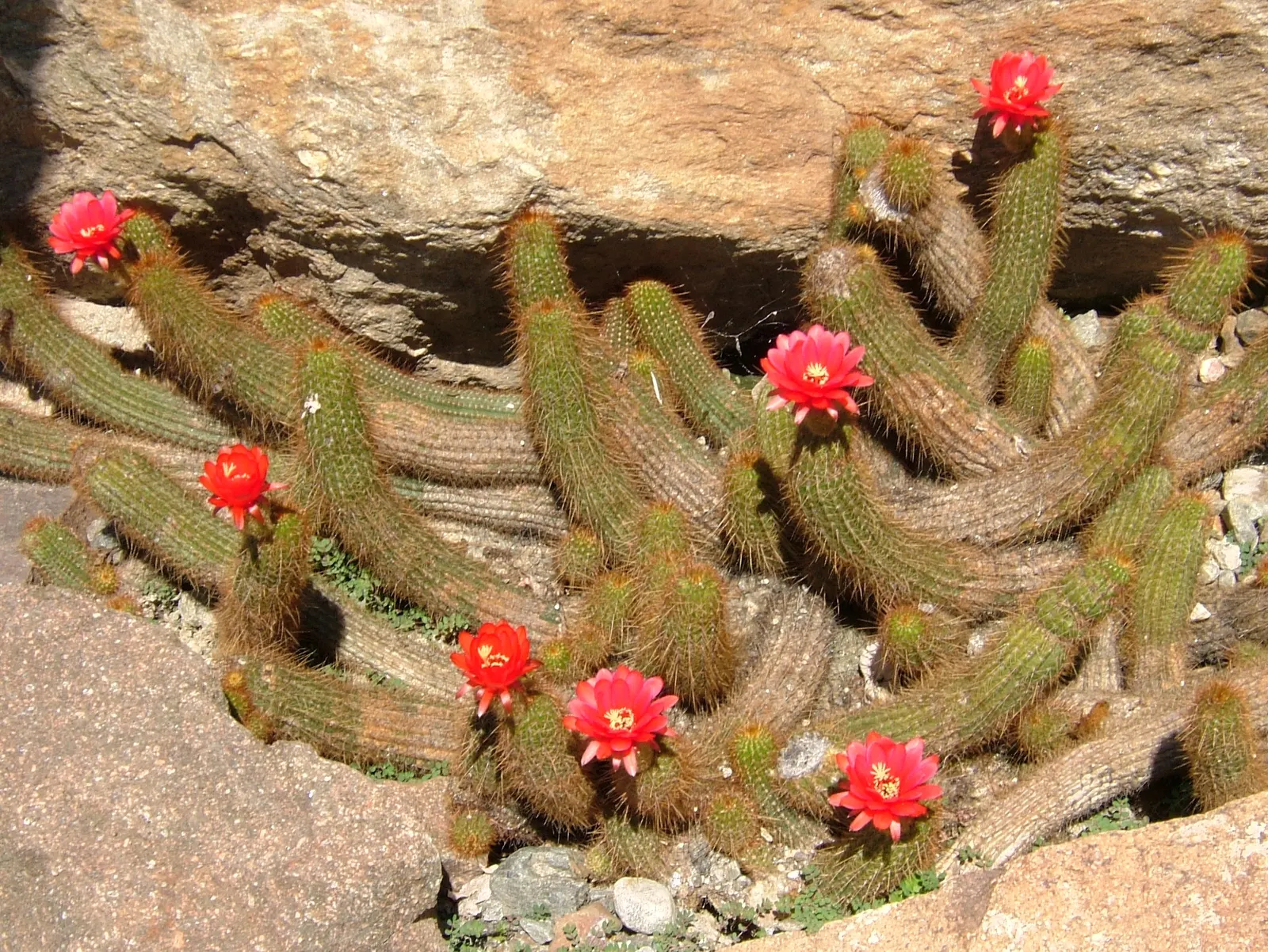 Red Torch Cactus (Echinopsis Huascha) — is a vibrant and striking addition to any xeriscape or desert garden